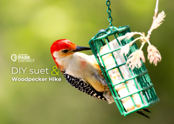 red-bellied woodpecker on suet cake